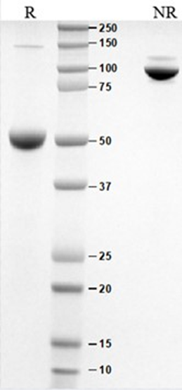 CD16-2.png CD16-2.png